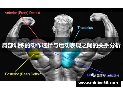 肩部训练的动作选择与运动表现之间的关系分析